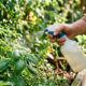 Borrifar chá de louro concentrado no jardim: o repelente natural potente que afasta traças, percevejos e pulgões sem agredir as folhas