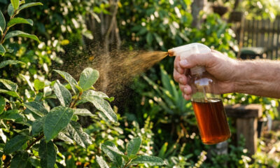 Pulverizar extrato de casca de barbatimão nas folhas: como a alta carga de taninos adstringentes combate e estanca bacterioses no jardim