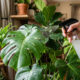 Borrifar soro de leite diluído em água nas plantas: o segredo de hidratação que restaura o brilho de folhagens ressecadas pelo ar-condicionado