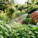 Borrifar chá concentrado de folhas de goiabeira e pitangueira nas plantas: a infusão rica em taninos naturais que combate e previne o mofo foliar
