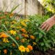 As 3 melhores plantas para manter cobras bem longe de casa