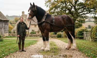 Com 1,99 metro de altura e cerca de 890 quilos, Hugo entra para o Guinness como o cavalo vivo mais alto do mundo e ainda não terminou de crescer