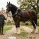 Com 1,99 metro de altura e cerca de 890 quilos, Hugo entra para o Guinness como o cavalo vivo mais alto do mundo e ainda não terminou de crescer