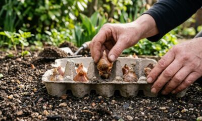 Enterrar caixas de ovos no canteiro: para que serve e por que esse truque simples pode deixar o plantio mais rápido e organizado