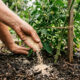 O truque caseiro simples com pó de cascas de ovos assadas no forno para enriquecer a terra com cálcio e evitar a podridão preta dos tomates