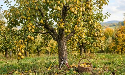 Não pode estas árvores e arbustos em setembro: esperar o momento certo pode garantir plantas mais fortes e uma colheita muito maior