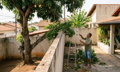 Vizinho vê os galhos do pé de manga do outro invadirem o seu quintal, corta tudo por conta própria achando que está no seu direito, e descobre até onde a lei realmente deixa podar e de quem são as frutas que caem no chão