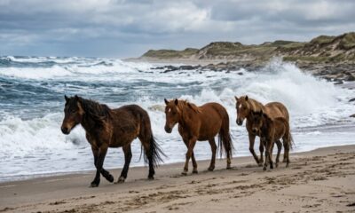 Em 1760, alguns cavalos foram deixados em uma ilha isolada do Atlântico e, mais de 260 anos depois, seus descendentes ainda sobrevivem livres entre dunas e ventos fortes