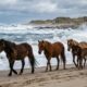 Em 1760, alguns cavalos foram deixados em uma ilha isolada do Atlântico e, mais de 260 anos depois, seus descendentes ainda sobrevivem livres entre dunas e ventos fortes
