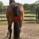 Laço vermelho no rabo do cavalo: entenda o significado desse sinal e o que fazer ao se aproximar de um animal usando