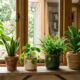 Anel de manta acrílica com essência de citronela no vaso: o truque simples para barrar a entrada do mosquito-do-fungo na terra das plantas