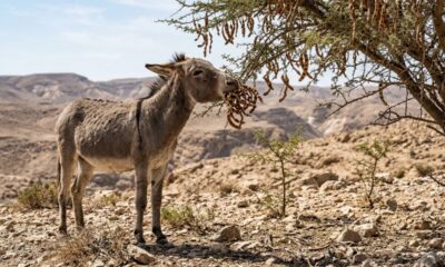 Em 1982, Israel soltou 28 jumentos selvagens no deserto e, 44 anos depois, eles ajudaram a criar um verdadeiro oásis em um dos lugares mais extremos da Terra