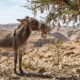 Em 1982, Israel soltou 28 jumentos selvagens no deserto e, 44 anos depois, eles ajudaram a criar um verdadeiro oásis em um dos lugares mais extremos da Terra