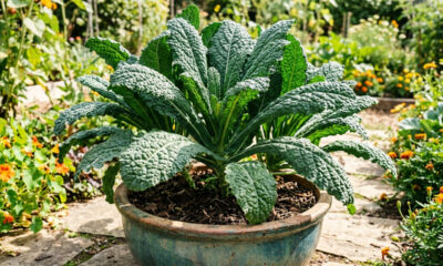 Como plantar couve-manteiga orgânica em vaso largo: o guia simples de rega e adubação para colher folhas gigantes e saudáveis toda semana