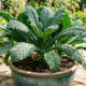 Como plantar couve-manteiga orgânica em vaso largo: o guia simples de rega e adubação para colher folhas gigantes e saudáveis toda semana
