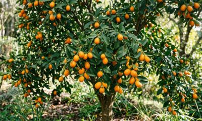 Essa frutífera compacta é perfeita para varandas de apartamento: ela produz minifrutas crocantes com sabor doce e refrescante de limonada