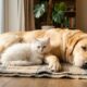 Gatinho minúsculo se recusa a desistir de cachorro rabugento e insiste em conquistar sua amizade até transformar completamente a relação entre os dois