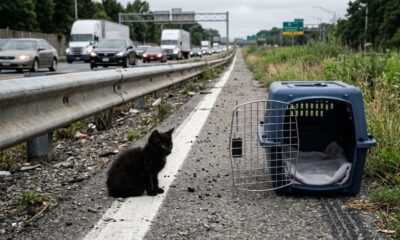 Gatinho minúsculo acaba perdido no meio de uma rodovia movimentada e resgate impressionante muda completamente o destino do filhote