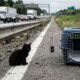 Gatinho minúsculo acaba perdido no meio de uma rodovia movimentada e resgate impressionante muda completamente o destino do filhote