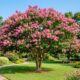 A árvore que todo jardineiro recomenda: floresce 120 dias por ano, precisa de poucos cuidados e enche o jardim de cor