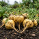 Como plantar maca peruana em canteiros rasos: o guia de cultivo para produzir tubérculos com alto poder energético diretamente no quintal de casa