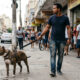 Tutor passeia com pitbull sem focinheira na rua, cão mata poodle de vizinho e dono responde na polícia além de pagar indenização de R$ 8 mil