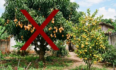 Adeus manga: essa fruta nativa de polpa amarela tem sabor entre o doce e o azedo e cabe em terrenos pequenos