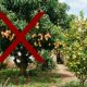 Adeus manga: essa fruta nativa de polpa amarela tem sabor entre o doce e o azedo e cabe em terrenos pequenos