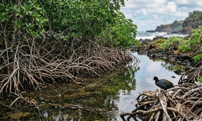 Em 1902, o Havaí introduziu manguezais-vermelhos para estabilizar o litoral e, 124 anos depois, as árvores invasoras bloqueiam canais e ameaçam aves nativas