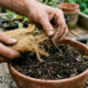 Misturar bucha vegetal velha e desfiada na terra: o truque caseiro simples para deixar o substrato de vasos incrivelmente aerado e drenado
