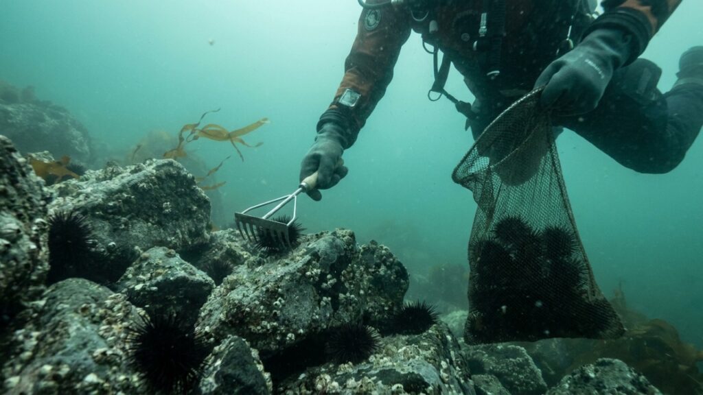 Voluntários retiraram quase 100 mil ouriços-do-mar na Noruega e, onde havia “desertos submarinos”, florestas de algas e berçários de peixes começaram a voltar