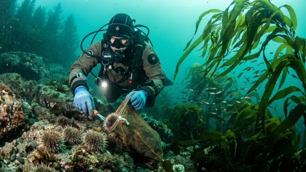 Voluntários retiraram quase 100 mil ouriços-do-mar na Noruega e, onde havia “desertos submarinos”, florestas de algas e berçários de peixes começaram a voltar