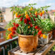 Esse mini-pimentão colorido é doce e não tem ardência: a planta compacta forma uma cascata de frutos e embeleza varandas de apartamentos