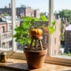 Essa mini abóbora ornamental cresce apoiada em pequenos tripés perto da janela e produz frutos deliciosos até em apartamentos compactos