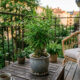 Esse bambu de jardim em miniatura não solta folhas no chão: de porte compacto, ele é ideal para criar cantinhos relaxantes em varandas