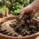 Pó de sabugo de milho seco no substrato: a alternativa ecológica e barata para substituir a perlita e deixar a terra do vaso leve e aerada