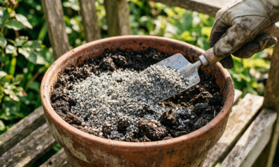 Pó de rocha granítica na terra: para que serve o remineralizador barato que repõe sílica na adubação e evita o tombamento do caule das plantas