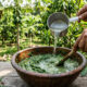 Calda de folha de mamoeiro batida com água: o fungicida natural poderoso para combater e erradicar a doença da ferrugem em árvores frutíferas