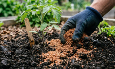 Casca de camarão torrada e moída na terra: como a quitina pura ativa o sistema de defesa da planta e blinda as raízes contra pragas