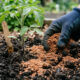 Casca de camarão torrada e moída na terra: como a quitina pura ativa o sistema de defesa da planta e blinda as raízes contra pragas