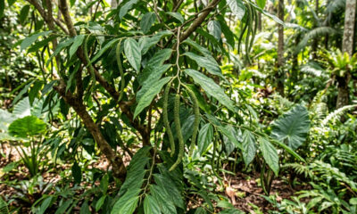 Essa pimenta nativa da Mata Atlântica dá espigas aromáticas no quintal e tem um sabor marcante que une notas picantes e toques amadeirados