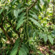 Essa pimenta nativa da Mata Atlântica dá espigas aromáticas no quintal e tem um sabor marcante que une notas picantes e toques amadeirados
