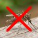 Especialistas alertam: “Plantar citronela ao redor da varanda não basta para afastar mosquitos; estes 3 pontos do quintal fazem muito mais diferença no controle”