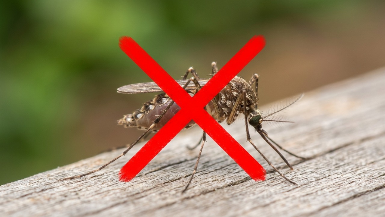 Especialistas alertam: “Plantar citronela ao redor da varanda não basta para afastar mosquitos; estes 3 pontos do quintal fazem muito mais diferença no controle”