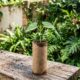 Não jogue os rolos de papel higiênico fora: 4 formas inteligentes de reaproveitá-los no jardim e ajudar suas plantas