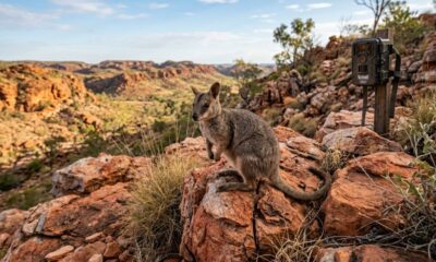 Pequeno marsupial considerado à beira da extinção é avistado pela primeira vez em 50 anos e surpreende pesquisadores