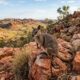 Pequeno marsupial considerado à beira da extinção é avistado pela primeira vez em 50 anos e surpreende pesquisadores
