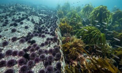 Voluntários retiraram quase 100 mil ouriços-do-mar na Noruega e, onde havia “desertos submarinos”, florestas de algas e berçários de peixes começaram a voltar