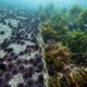 Voluntários retiraram quase 100 mil ouriços-do-mar na Noruega e, onde havia “desertos submarinos”, florestas de algas e berçários de peixes começaram a voltar