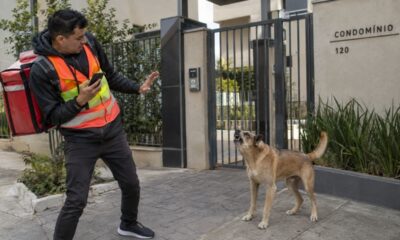 Cachorro morde entregador de aplicativo dentro do condomínio: quem responde, o dono, o síndico ou a plataforma